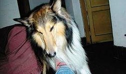 凯凯走失最新爆料